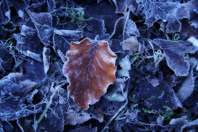 Frosty Leaves by Gerla Brakkee
